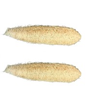 Natural Loofah Sponge for Bath & Body Scrubbing | 100% Organic Luffa Exfoliating Sponge | Eco-Friendly Shower Scrubber for Skin Care & Cleaning (Pack of 2)