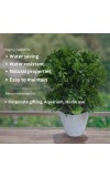 Hitech Sales Mini Artificial Bonsai Plants with Realistic Granite White Plastic Pot Aesthetic Home Decorations for Living Room Bedroom Home Decor, Office Desk, Gift for Birthday Housewarming
