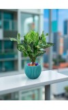 HiTechMart Artificial Money Plant with Decorative Pot – Realistic Green Potted Faux Plant with Colorful Pebbles – Indoor Home & Office Desk Decor – No Maintenance Required