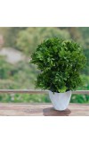 Hitech Sales Mini Artificial Bonsai Plants with Realistic Granite White Plastic Pot Aesthetic Home Decorations for Living Room Bedroom Home Decor, Office Desk, Gift for Birthday Housewarming