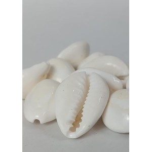 Hitech Sales Natural White Cowrie-Kaudi-Kawri-Kori - Cowry- Sea Shell for Puja and Multi Purpose Uses (25) Hitech Sales Natural White Cowrie-Kaudi-Kawri-Kori - Cowry- Sea Shell for Puja and Multi Purpose Uses (25)