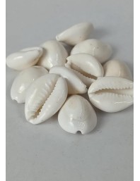 Hitech Sales Natural White Cowrie-Kaudi-Kawri-Kori - Cowry- Sea Shell for Puja and Multi Purpose Uses (25)