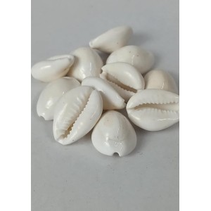 Hitech Sales Natural White Cowrie-Kaudi-Kawri-Kori - Cowry- Sea Shell for Puja and Multi Purpose Uses (25) Hitech Sales Natural White Cowrie-Kaudi-Kawri-Kori - Cowry- Sea Shell for Puja and Multi Purpose Uses (25)