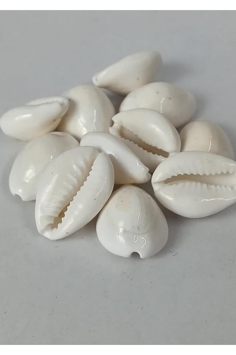 Hitech Sales Natural White Cowrie-Kaudi-Kawri-Kori - Cowry- Sea Shell for Puja and Multi Purpose Uses (50)