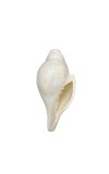 Natural White Conch Shell (Shankha) for Pooja & Temple Rituals | Sacred Hindu Worship Item for Home Temple Mandir