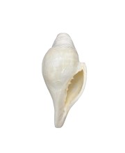 Natural White Conch Shell (Shankha) for Pooja & Temple Rituals | Sacred Hindu Worship Item for Home Temple Mandir