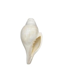 Natural White Conch Shell (Shankha) for Pooja & Temple Rituals | Sacred Hindu Worship Item for Home Temple Mandir