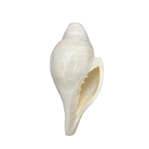 Natural White Conch Shell (Shankha) for Pooja & Temple Rituals | Sacred Hindu Worship Item for Home Temple Mandir