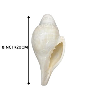Natural White Conch Shell (Shankha) for Pooja & Temple Rituals | Sacred Hindu Worship Item for Home Temple Mandir
