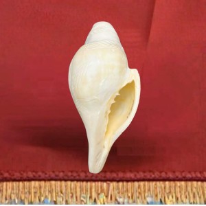 Natural White Conch Shell (Shankha) for Pooja & Temple Rituals | Sacred Hindu Worship Item for Home Temple Mandir