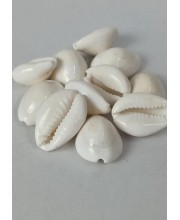 Hitech Sales Natural White Cowrie-Kaudi-Kawri-Kori - Cowry- Sea Shell for Puja and Multi Purpose Uses (11)