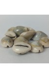 Hitech Sales Kodi Shell Pack of 11 Cowrie Shells - PILI Kodi Original Decoration - Kaudi Shells for Craft (20)