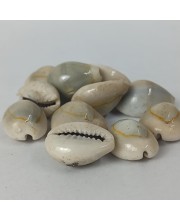 Hitech Sales Kodi Shell Pack of 11 Cowrie Shells - PILI Kodi Original Decoration - Kaudi Shells for Craft