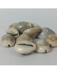 Hitech Sales Kodi Shell Pack of 11 Cowrie Shells - PILI Kodi Original Decoration - Kaudi Shells for Craft (20)