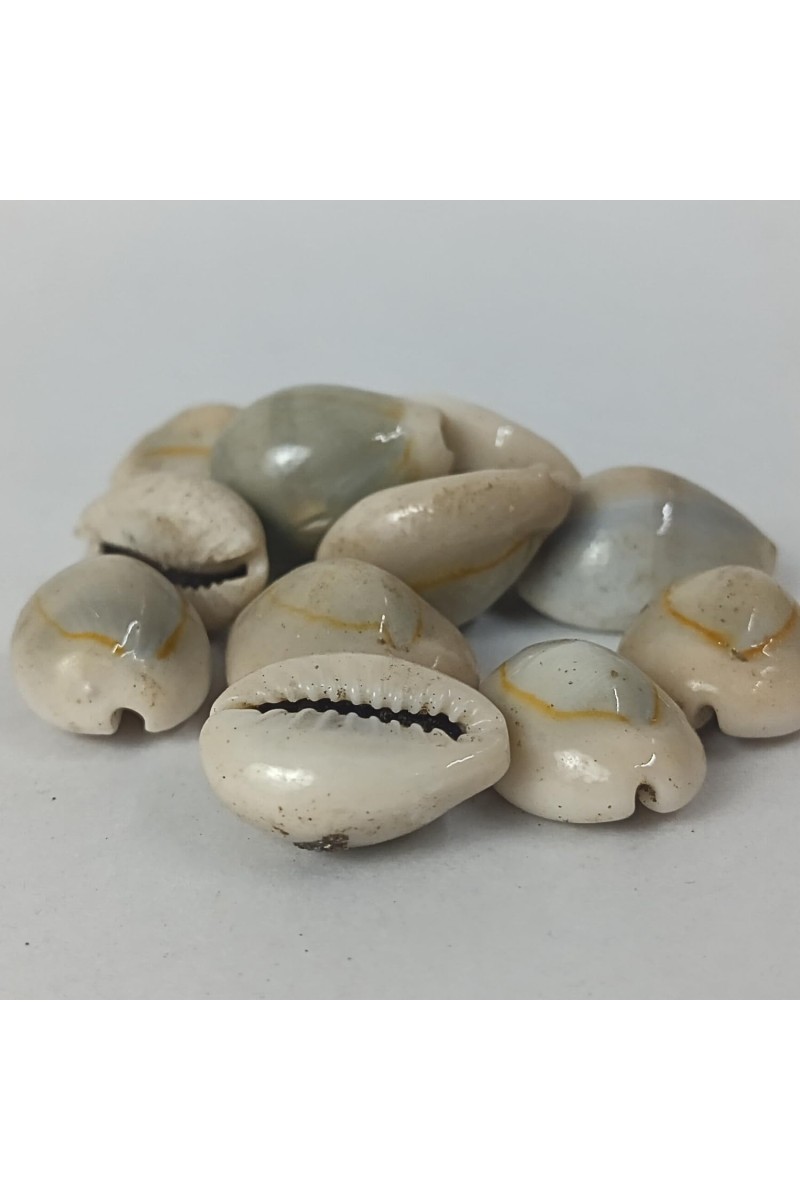 Hitech Sales Kodi Shell Pack of 11 Cowrie Shells - PILI Kodi Original Decoration - Kaudi Shells for Craft (20)