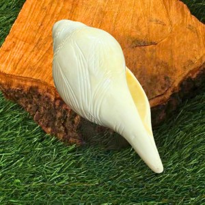 Natural White Conch Shell (Shankha) for Pooja & Temple Rituals | Sacred Hindu Worship Item for Home Temple Mandir
