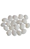 Natural White Conch Shell - Jhinuk Sea Shell for Puja and Multi Purpose Uses (25)