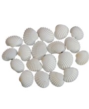 Natural White Conch Shell - Jhinuk Sea Shell for Puja and Multi Purpose Uses (25)
