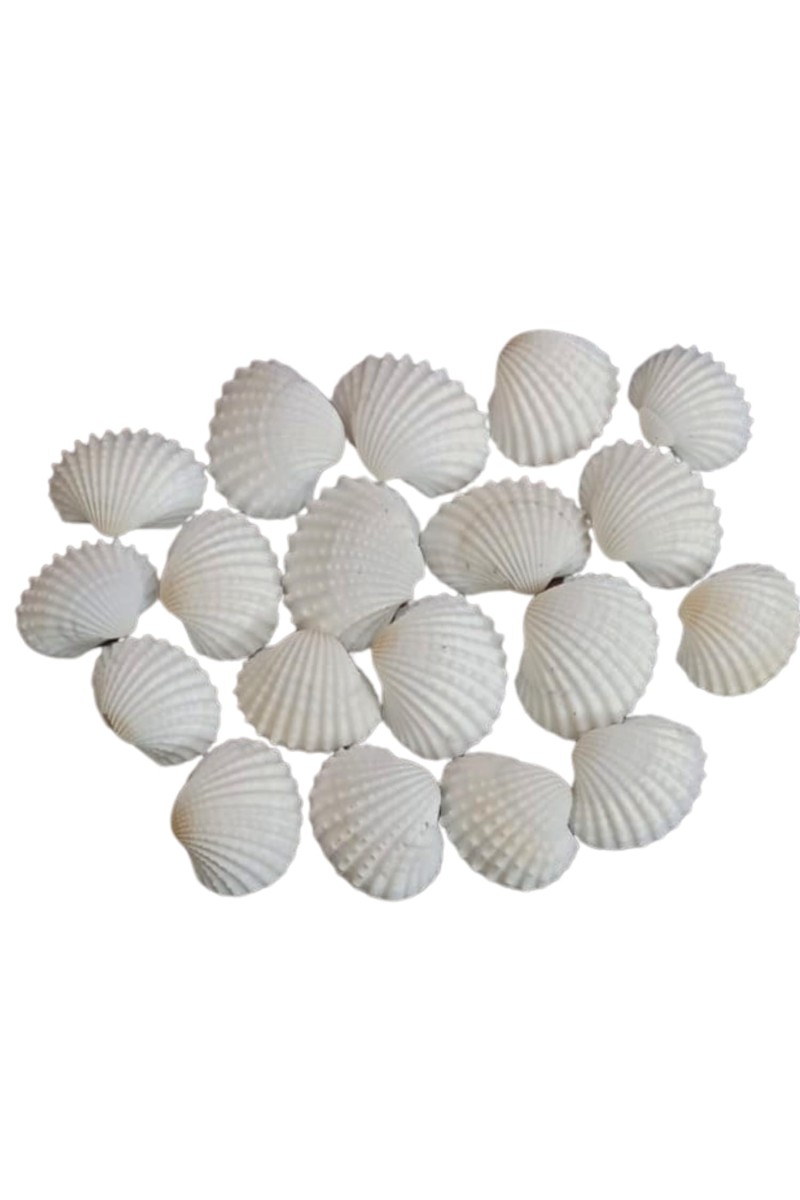Natural White Conch Shell - Jhinuk Sea Shell for Puja and Multi Purpose Uses (25)