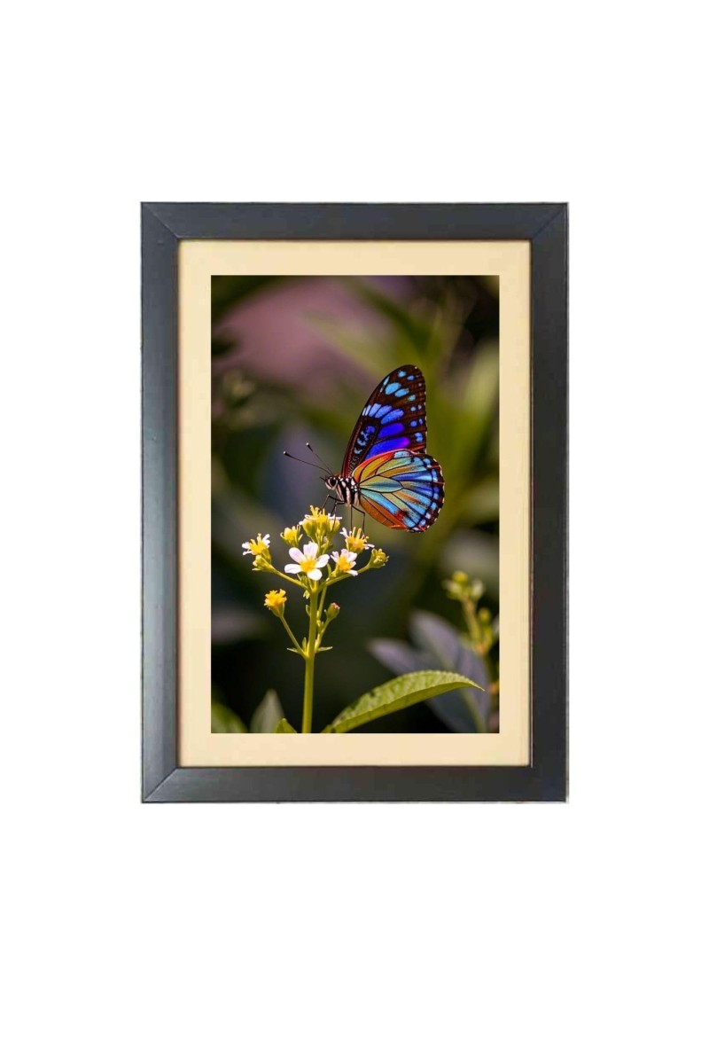 Colorful butterfly Black Photo Frame Funny Animal and Bird Cartoon Art