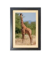 The Giraffe Animal Black Photo Frame Funny Animal and Bird Cartoon Art