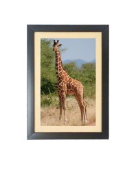 The Giraffe Animal Photo Frame Funny Animal and Bird Cartoon Art, Black color, 13x17 Inch