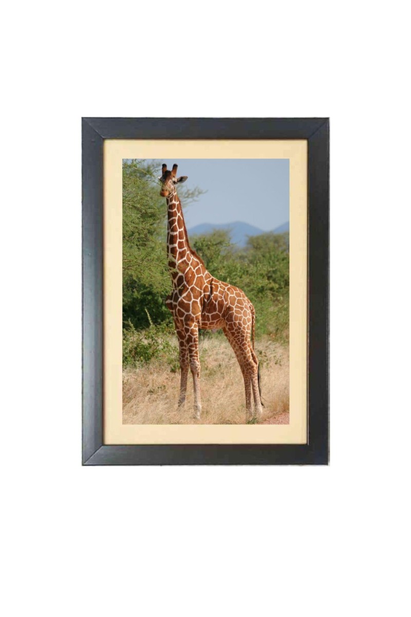 The Giraffe Animal Black Photo Frame Funny Animal and Bird Cartoon Art