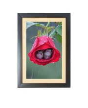 Two cute little birds inside the rose flower Black Photo Frame Funny Animal and Bird Cartoon Art