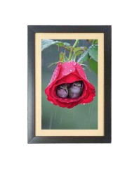 Two cute little birds inside the rose flower Photo Frame Funny Animal and Bird Cartoon Art, Black color, 17x21 Inch