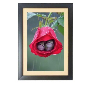 Two cute little birds inside the rose flower Photo Frame Funny Animal and Bird Cartoon Art, Black color, 11x15 Inch