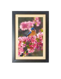 A Bird is sitting in a branch Photo Frame Funny Animal and Bird Cartoon Art, Black color, 15x19 Inch