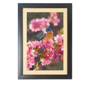 A Bird is sitting in a branch Photo Frame Funny Animal and Bird Cartoon Art, Black color, 15x19 Inch A Bird is sitting in a branch Photo Frame Funny Animal and Bird Cartoon Art, Black color, 15x19 Inch