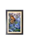 The beautiful butterfly Photo Frame Funny Animal and Bird Cartoon Art, Black color, 17x21 Inch
