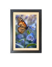 The beautiful butterfly Photo Frame Funny Animal and Bird Cartoon Art, Black color, 15x19 Inch