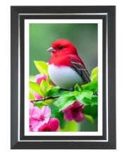 Summer Tanager Photo Wall & Table Frame | 10x14 Inch Black Designer | Perfect For Gifting & Home Decor (F9649)