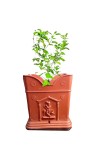 Plastic Tulsi Pot for Home | Durable & Weatherproof | Traditional Planter for Holy Basil (Tulsi) | Indoor & Outdoor Use | Decorative Plant Pot (Medium)