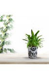 HI TECH Sales Indoor Decorative Potted Green Plant with Hand-Painted Black Floral Ceramic Pot – Ideal for Home,Gardening,Office, and Gifting