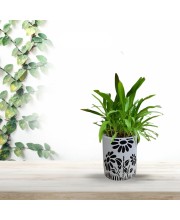 HI TECH Sales Indoor Decorative Potted Green Plant with Hand-Painted Black Floral Ceramic Pot – Ideal for Home,Gardening,Office, and Gifting