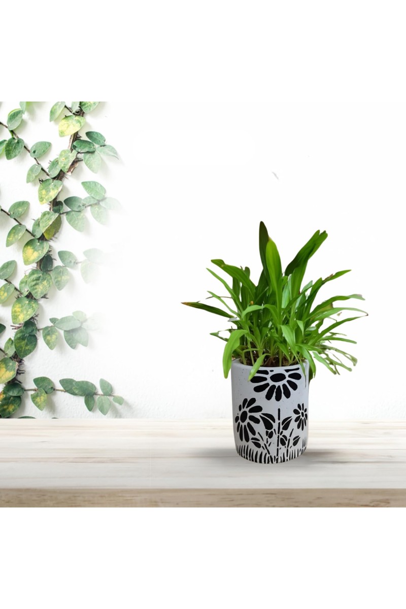 HI TECH Sales Indoor Decorative Potted Green Plant with Hand-Painted Black Floral Ceramic Pot – Ideal for Home,Gardening,Office, and Gifting