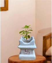 HI TECH Sales Sacred Tulsi Plant in White Ceramic Tulsi Vrindavan Pot with Swastik Symbol – Ideal for Home Mandir, Pooja Decor & Gifting