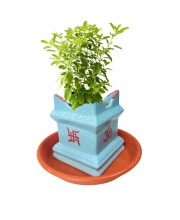 Tulsi Planter Pot with Tray for Home Balcony Indoor Outdoor Garden Decorative Durable Plastic Pot for Holy Basil Plant