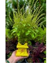 Hi Tech Sales Ceramic Tulsi Mandir | Traditional Planter Pot with Om & Swastik Symbols | Sacred Hindu Tulsi Planter for Home & Temple Use (Yellow)