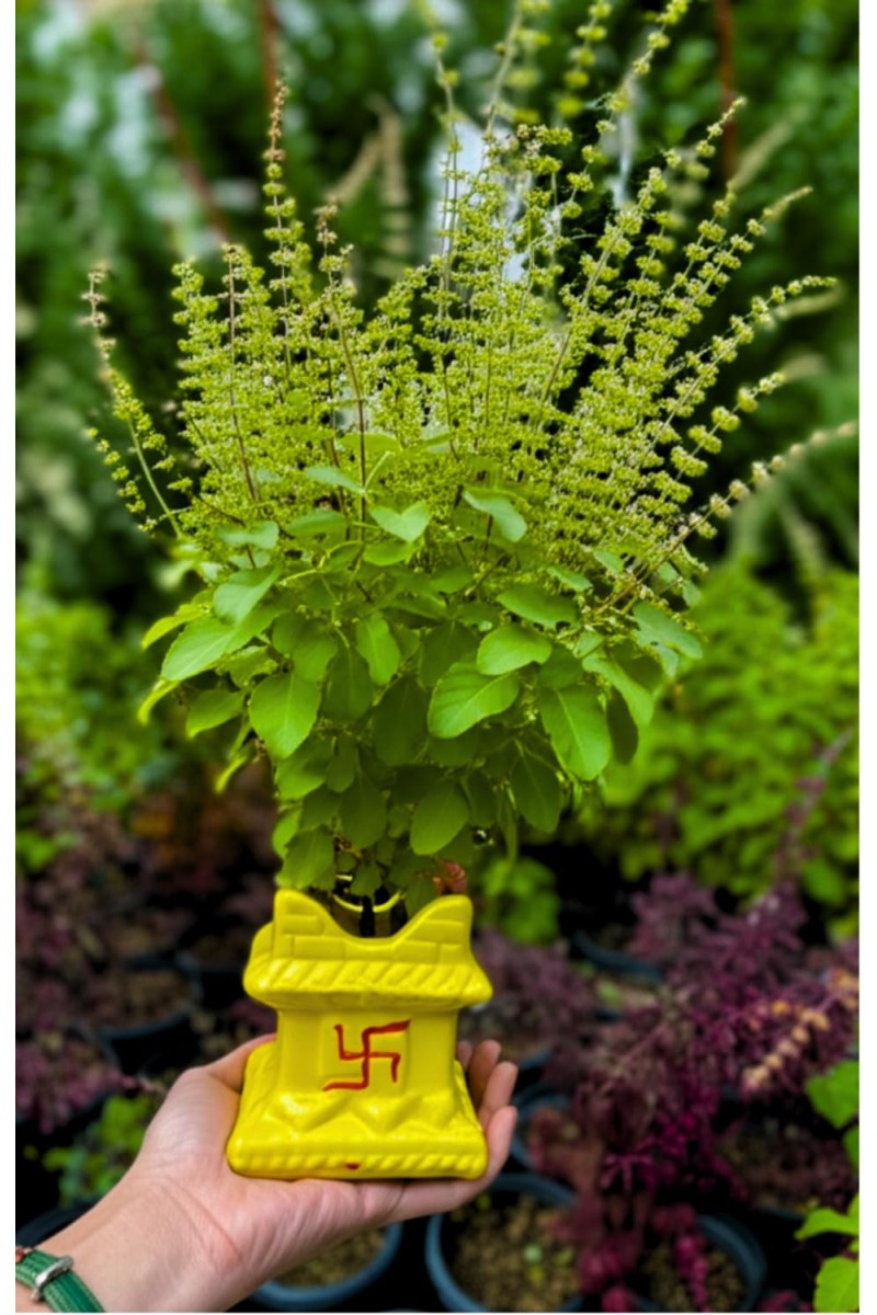 Hi Tech Sales Ceramic Tulsi Mandir | Traditional Planter Pot with Om & Swastik Symbols | Sacred Hindu Tulsi Planter for Home & Temple Use (Yellow)