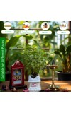 Hi Tech Sales Ceramic Tulsi Mandir | Traditional Planter Pot with Om & Swastik Symbols | Sacred Hindu Tulsi Planter for Home & Temple Use (White)