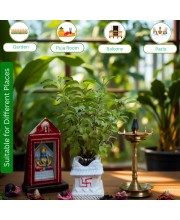 Hi Tech Sales Ceramic Tulsi Mandir | Traditional Planter Pot with Om & Swastik Symbols | Sacred Hindu Tulsi Planter for Home & Temple Use (White)