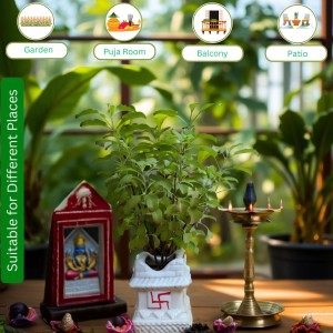 Hi Tech Sales Ceramic Tulsi Mandir | Traditional Planter Pot with Om & Swastik Symbols | Sacred Hindu Tulsi Planter for Home & Temple Use (White) Hi Tech Sales Ceramic Tulsi Mandir | Traditional Planter Pot with Om & Swastik Symbols | Sacred Hindu Tulsi Planter for Home & Temple Use (White)