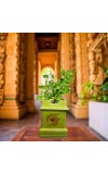 Tulsi Tree Planter Pot for Indoor & Outdoor Use, Sacred Basil Plant Holder, Decorative Eco-Friendly, Durable & Lightweight, Lemon Yellow