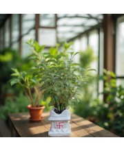 Hi Tech Sales Ceramic Tulsi Mandir | Traditional Planter Pot with Om & Swastik Symbols | Sacred Hindu Tulsi Planter for Home & Temple Use (White)