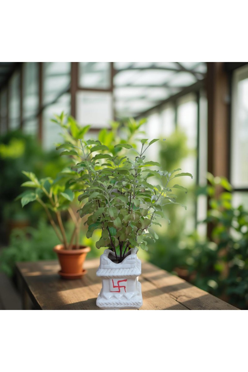 Hi Tech Sales Ceramic Tulsi Mandir | Traditional Planter Pot with Om & Swastik Symbols | Sacred Hindu Tulsi Planter for Home & Temple Use (White)