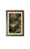 Colorful butterfly  Photo Frame Funny Animal and Bird Cartoon Art, Black color, 11x15 Inch